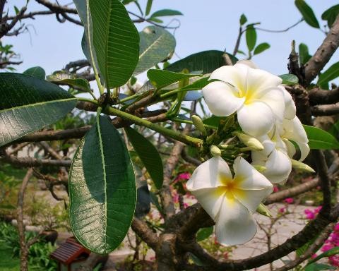  Cây hoa sứ trắng còn có tên gọi khác là cây hoa đại, miễn chi, kê đảm tử... thuộc họ trúc đào. Ảnh: nongnghiep.vn.